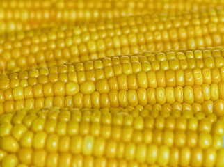 yellow corn ear texture