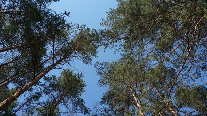 nature of karelia pine forest and sky