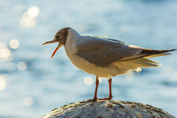 gull screams open mouth sitting on a rock sea nature