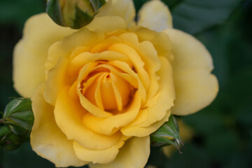 yellow rose
