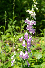 Close up of a pink foxglove flower in bloom