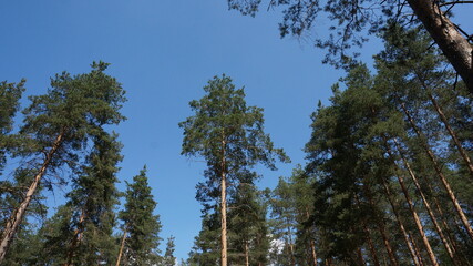 pine trees and the sky