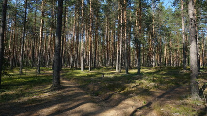summer sunny Karelia coniferous forest