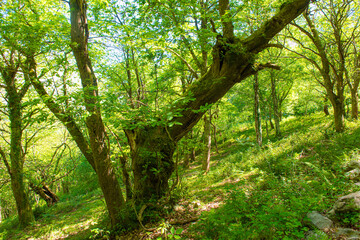 green beech forest background