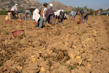 Farm workers harvesting potatoes on an agricultural field