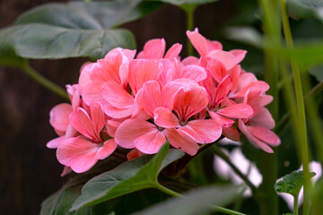 Beautiful bud of pink geranium in the garden.