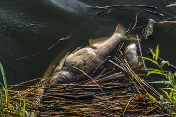 dead rotten fish on shore of polluted lake. ecological disaster and pestilence of silver carp