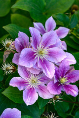 Beautiful flowers of gentle lilac clematis in the garden.