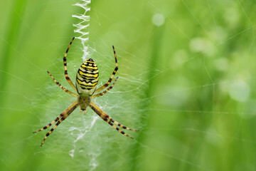The female of a wasp spider sits in its web and waits for prey, against a green background