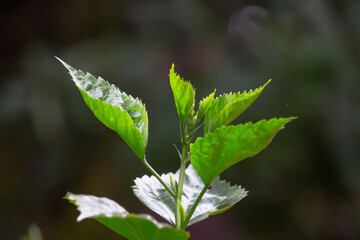 A leaf is the principal lateral appendage of the vascular plant stem, usually borne above ground...
