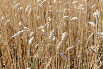 Wheat rye barley grain field ready for harvest