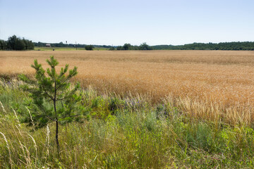 Wheat rye cereal field ready for harvest with strip of green grass and pine tree sapling