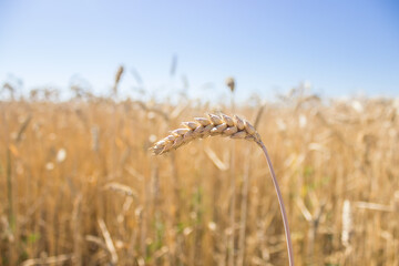Wheat rye barley grain field ready for harvest