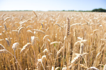 Wheat rye barley grain field ready for harvest