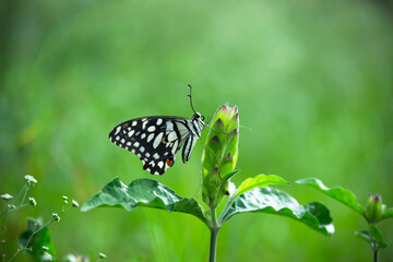 Papilio demoleus is a common and widespread swallowtail butterfly. The butterfly is also known as the lime butterfly,
 lemon butterfly, lime swallowtail, and chequered swallowtail. 
