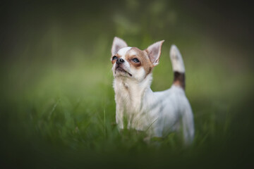 A cute little Chihuahua standing among the green grass and looks up thoughtfully