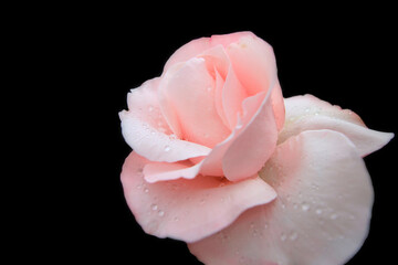 plant with pink petals, shining with water drops