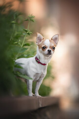 A cute little Chihuahua in a pink collar standing on the curb surrounded by summer greenery
