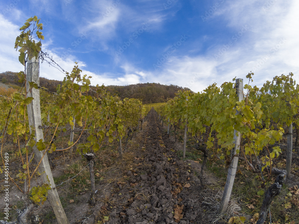 Poster Beautiful view of vineyard rows in Montagne de Reims, France