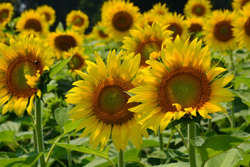 Naklejka premium Sunflower blooms line up to follow the sun in a field.