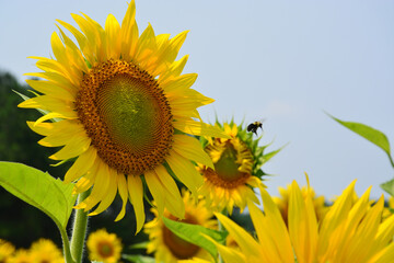 Naklejka premium A bumblebee flies from one sunflower to another in search of pollen.