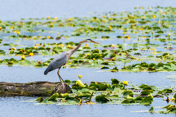 Blue heron and lily pads