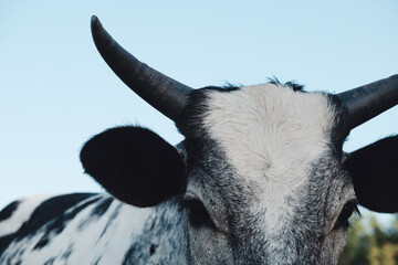 Horned brahman crossbred beef calf with horns close up and sky background on farm.