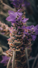Macroscopic photograph of a lavender flower