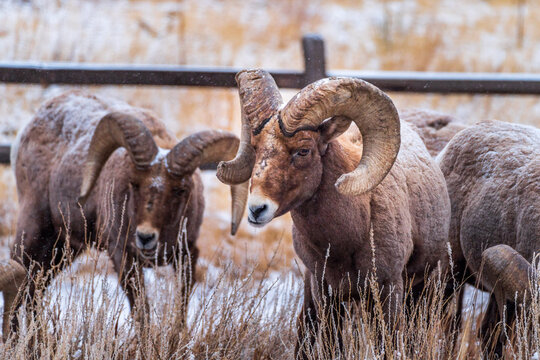 Bighorn Sheep snow day in Colorado