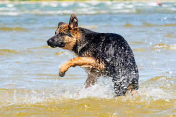 German shepherd puppy