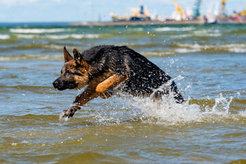 German shepherd puppy