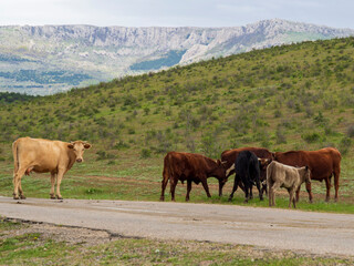 Cows cross the highway in the mountains of the Crimea. A herd of cattle on the road in a free range in the countryside.