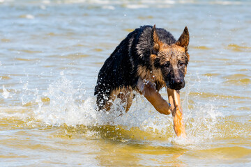 German shepherd puppy