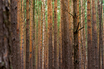 Obraz premium Autumnal pine forest. Abstract natural background with tall young trees of pine, and some bright leaves among them.