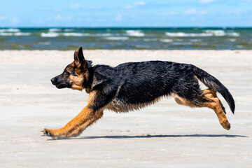 German shepherd puppy