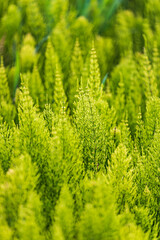 Horsetail plants (equisetum) in the Palouse hills.