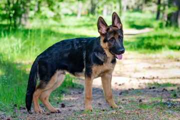 German shepherd puppy