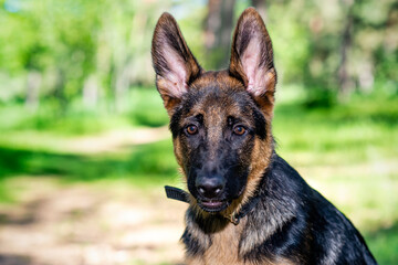 German shepherd puppy