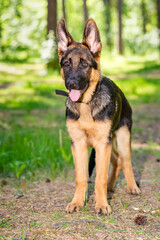 German shepherd puppy
