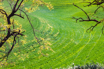 Wheat fields framed by tree branches.