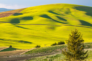 Rolling wheat fields in the Palouse hills.