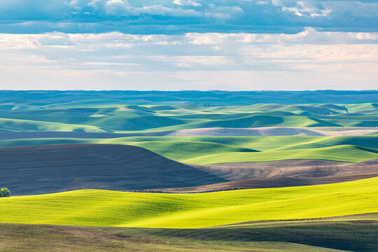 Rolling wheat fields in the Palouse hills.