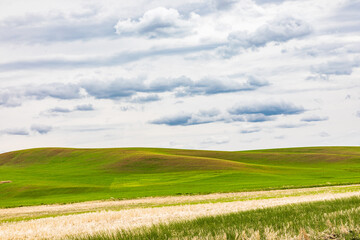 Naklejka premium Dirt road through wheat fields in the Palouse hills.