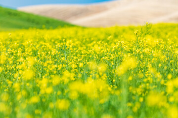 Obraz premium Blooming canola field in the Palouse hills.