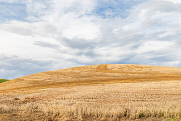 Rolling wheat fields in the Palouse hills.