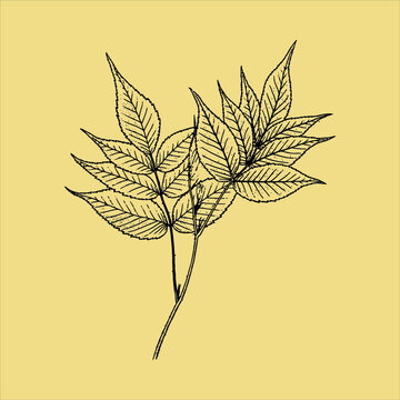 Vintage Ink Rustic Foliage Drawn Botanical Plant Sketch With Transparent Background perfect for fabrics, t-shirts, mugs, decals, pillows, logo, social media pattern and much more!
