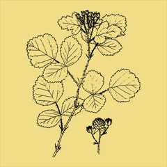 Vintage Ink Clip art Flora Drawn Botanical Plant Sketch With Transparent Background perfect for fabrics, t-shirts, mugs, decals, pillows, logo, social media pattern and much more!
