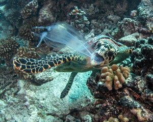 Hawksbill sea turtle