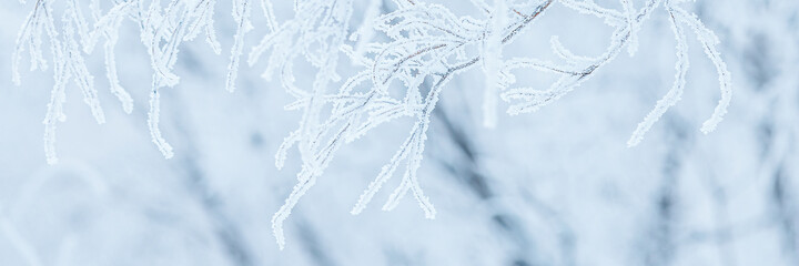 Snow and rime ice on the branches of bushes. Beautiful winter background with trees covered with...