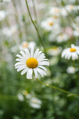 Fototapeta premium Chamomile flower on a natural green background.